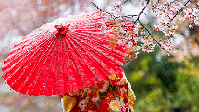 Red umbrella and Japanese cherry blossoms