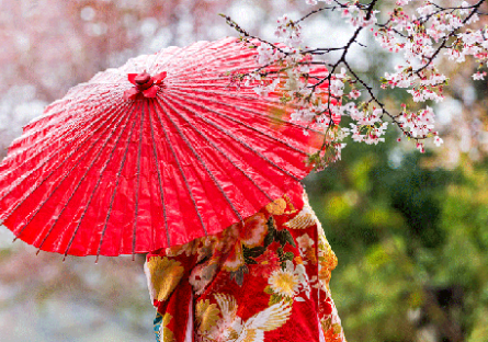 Red umbrella and Japanese cherry blossoms